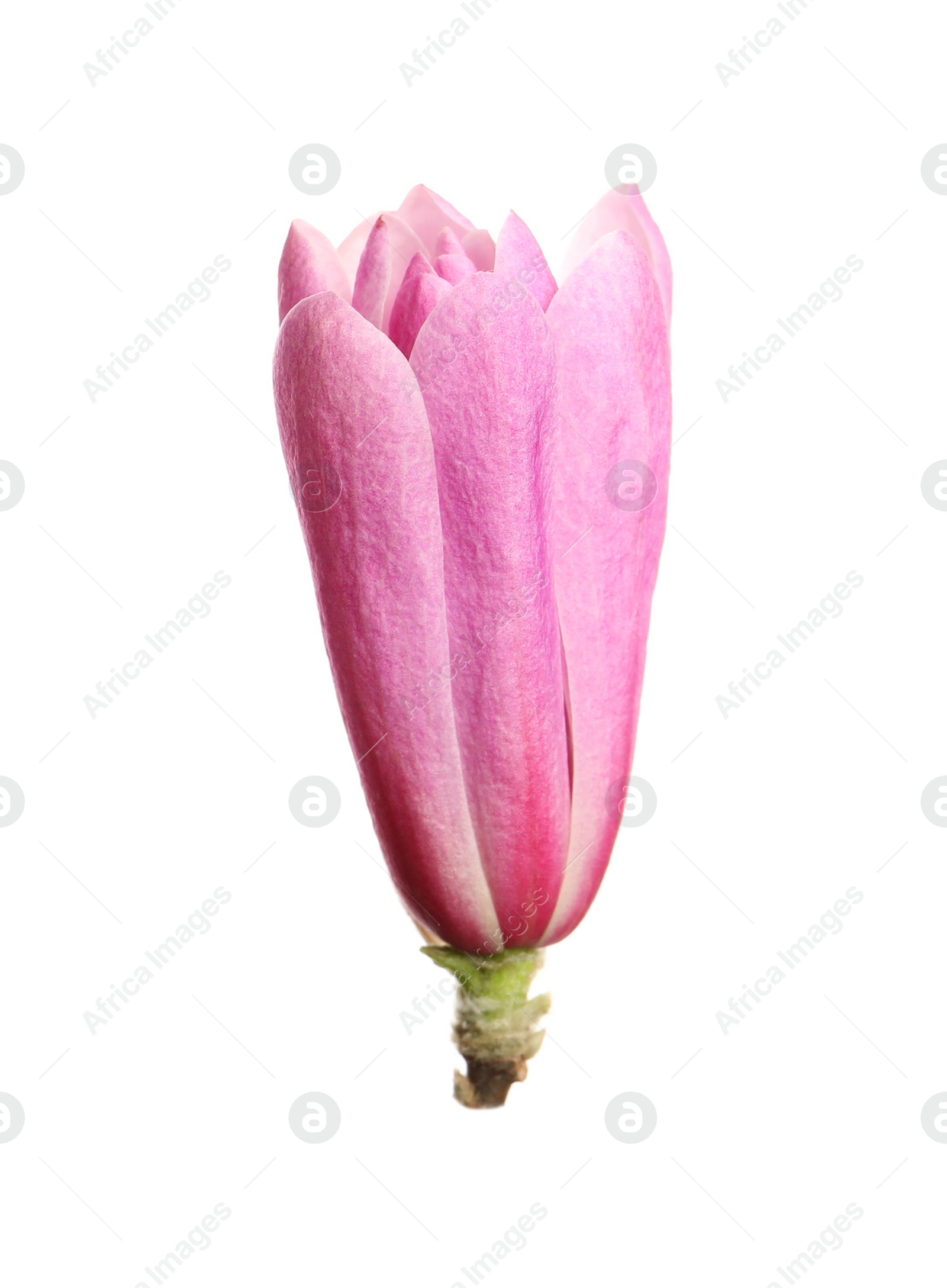 Photo of Beautiful pink magnolia flower isolated on white