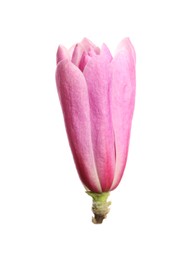 Beautiful pink magnolia flower isolated on white