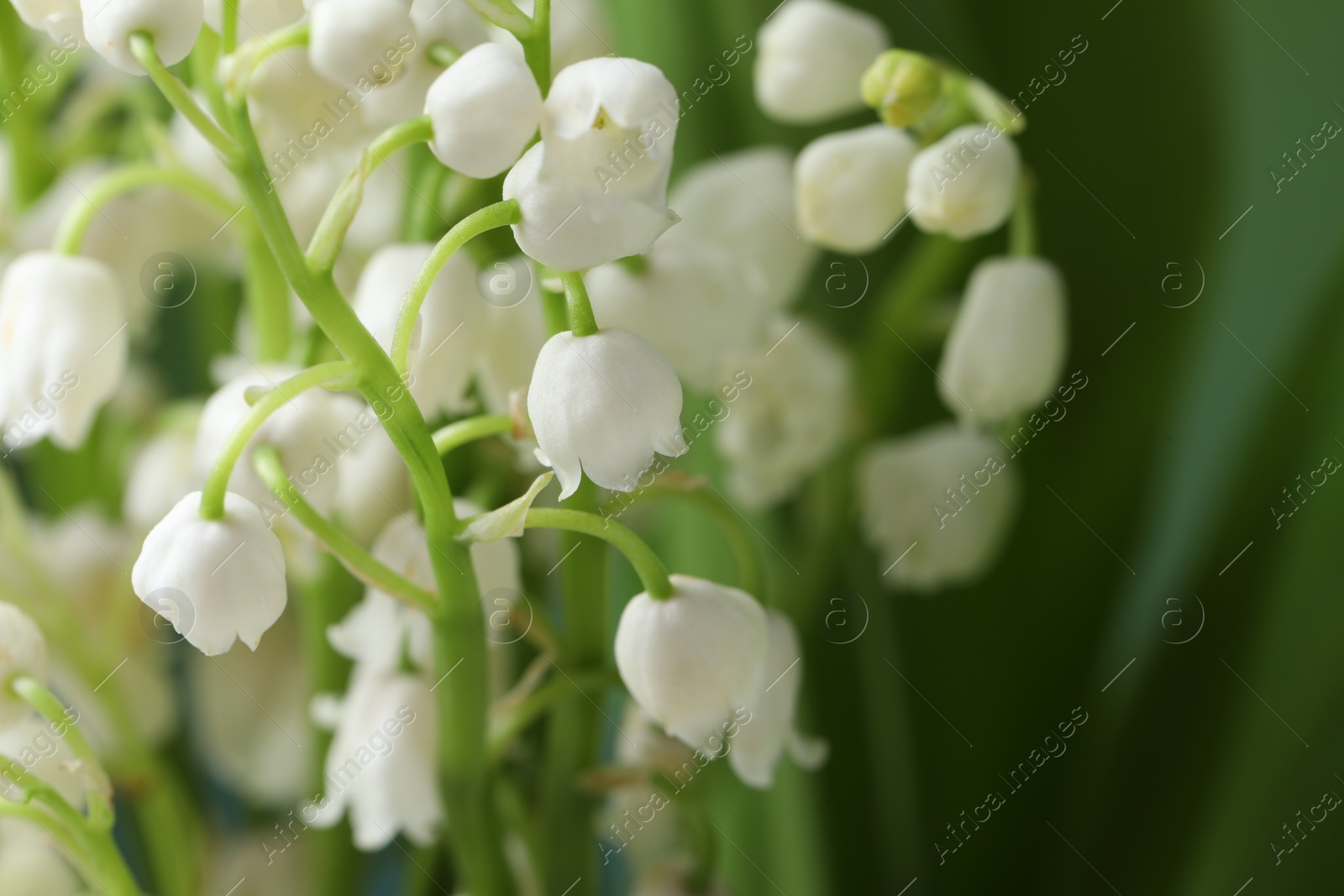 Photo of Beautiful lily of the valley flowers on blurred green background, closeup