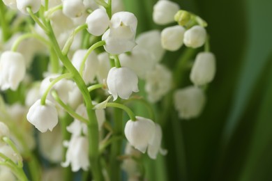 Beautiful lily of the valley flowers on blurred green background, closeup