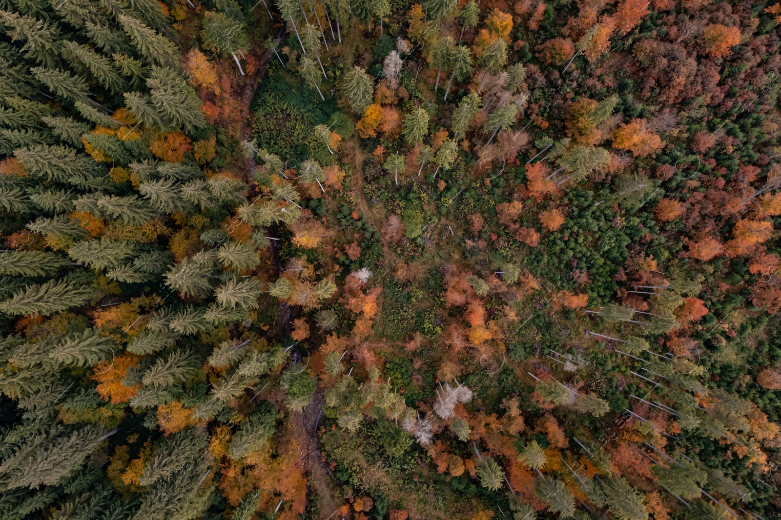 Image of Aerial view of beautiful forest on autumn day