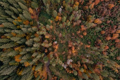 Aerial view of beautiful forest on autumn day