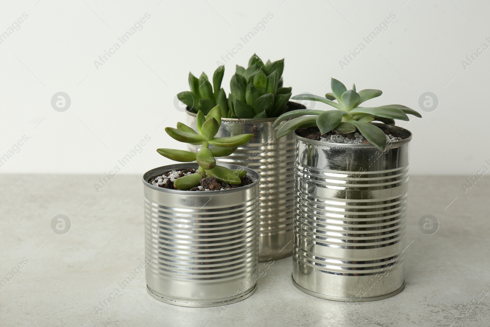 Photo of Beautiful echeveria plants in silver tin cans on light grey stone table, closeup