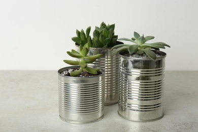 Photo of Beautiful echeveria plants in silver tin cans on light grey stone table, closeup