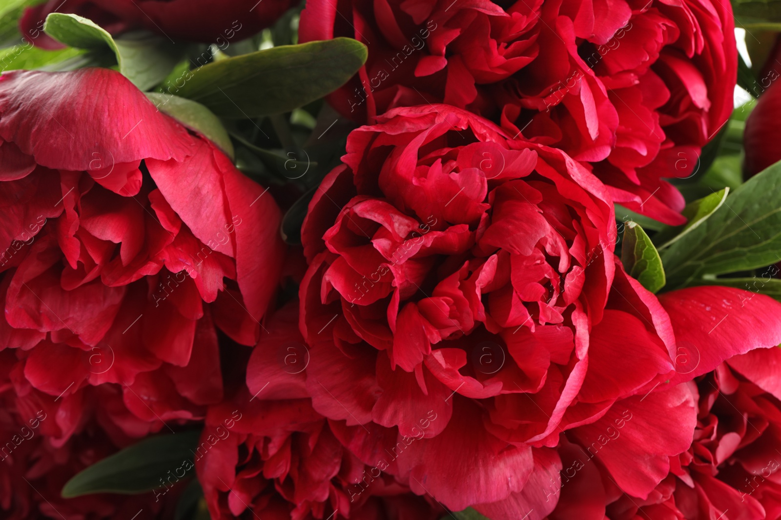 Photo of Beautiful red peonies as background, closeup view