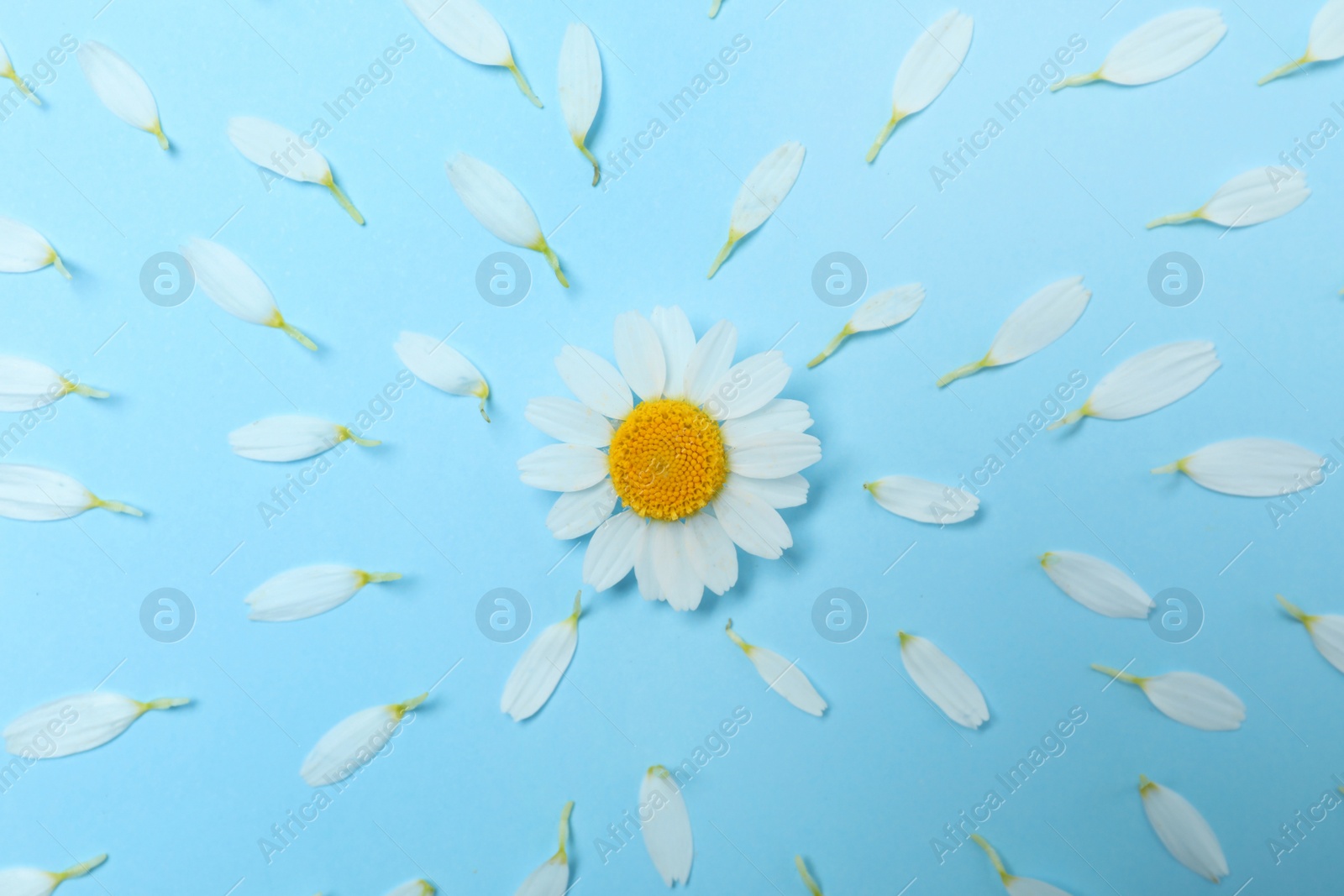 Photo of Flat lay composition with beautiful chamomile and petals pattern on light blue background