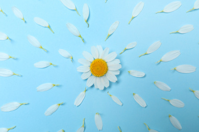 Photo of Flat lay composition with beautiful chamomile and petals pattern on light blue background