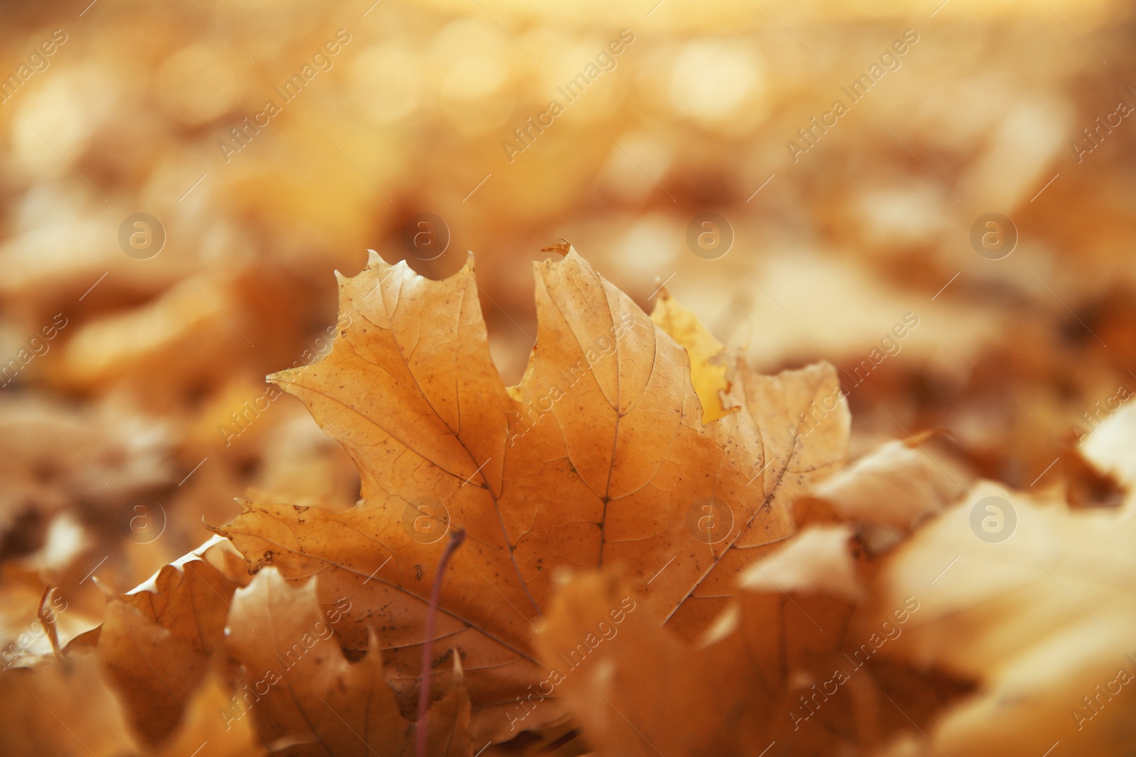 Photo of Autumn dry leaves on ground in park, closeup