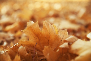 Autumn dry leaves on ground in park, closeup