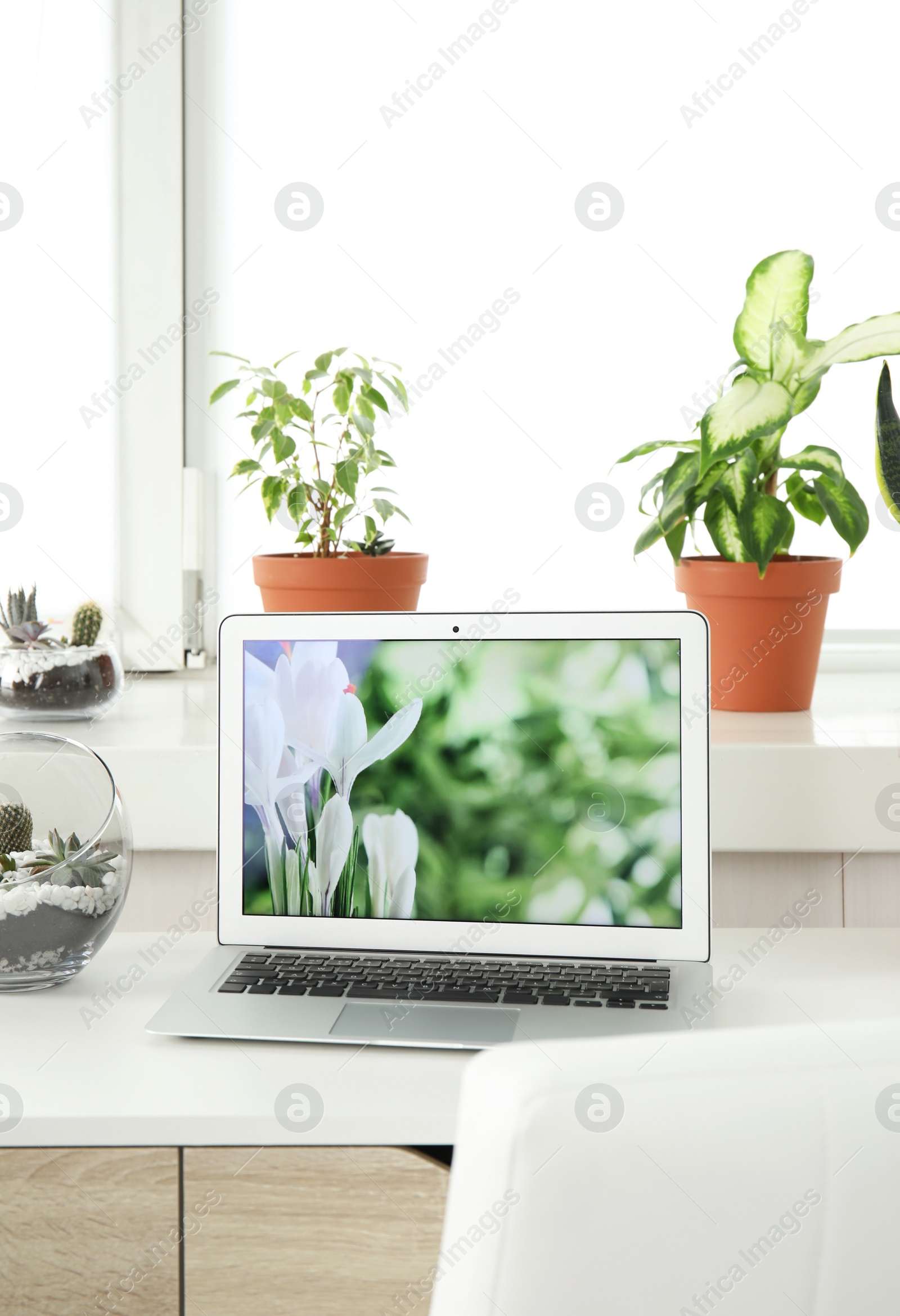 Photo of Houseplants and laptop on table in office interior