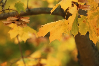 Tree with bright leaves outdoors on autumn day