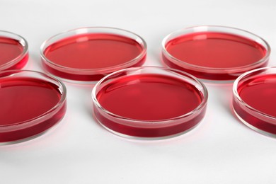 Photo of Petri dishes with red liquid on white background