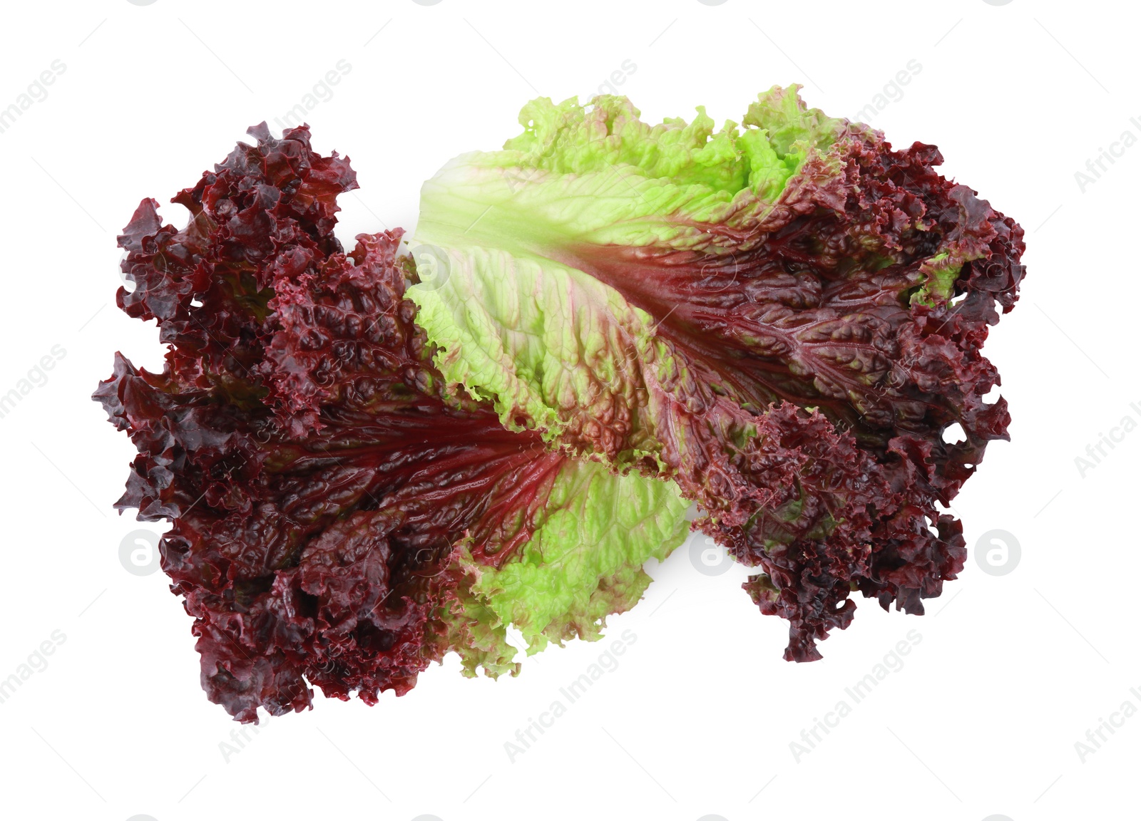 Photo of Leaves of fresh red coral lettuce isolated on white