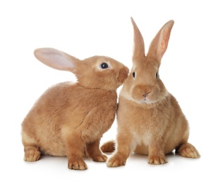 Cute bunnies isolated on white. Easter symbol