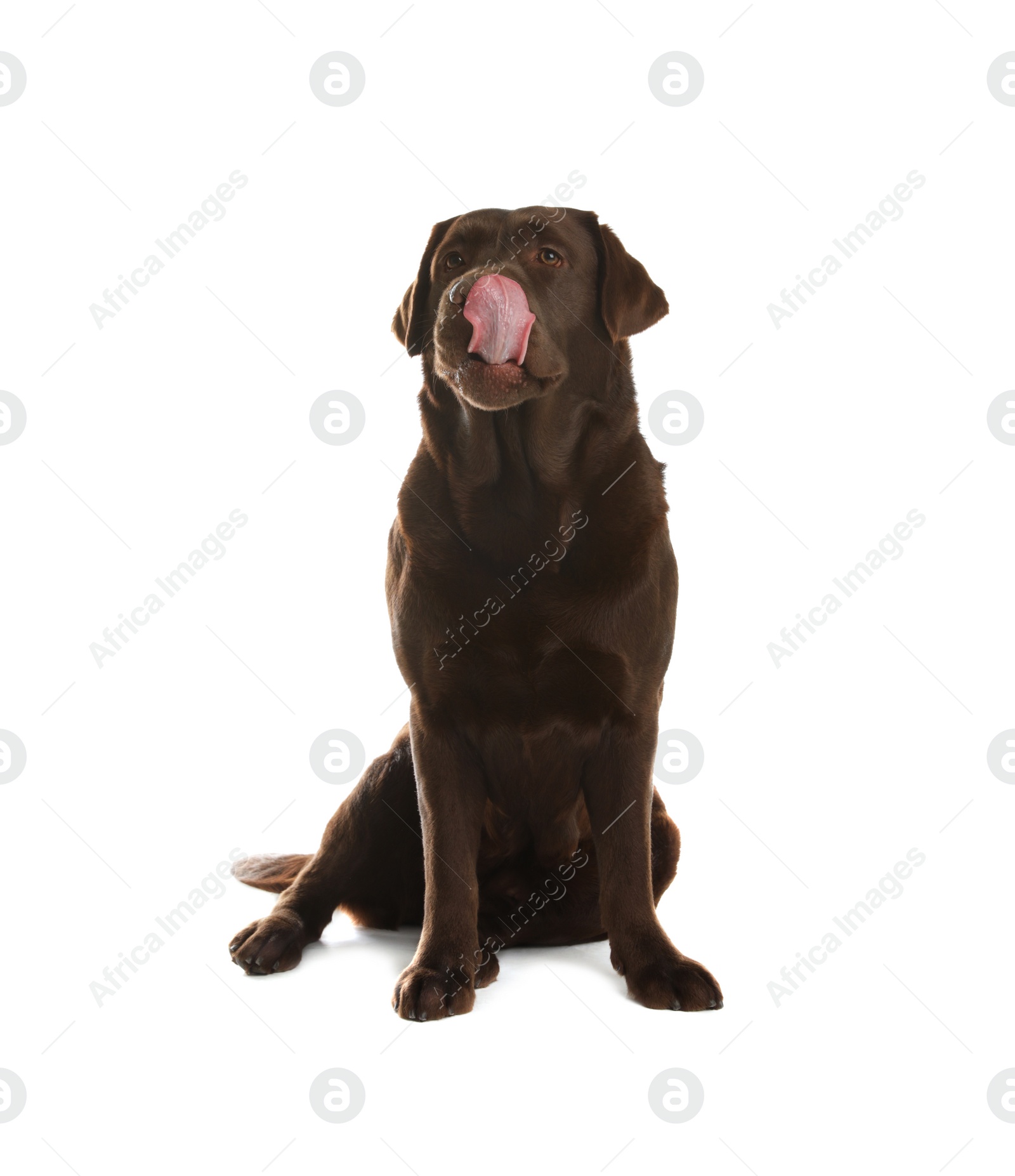 Photo of Chocolate labrador retriever sitting on white background