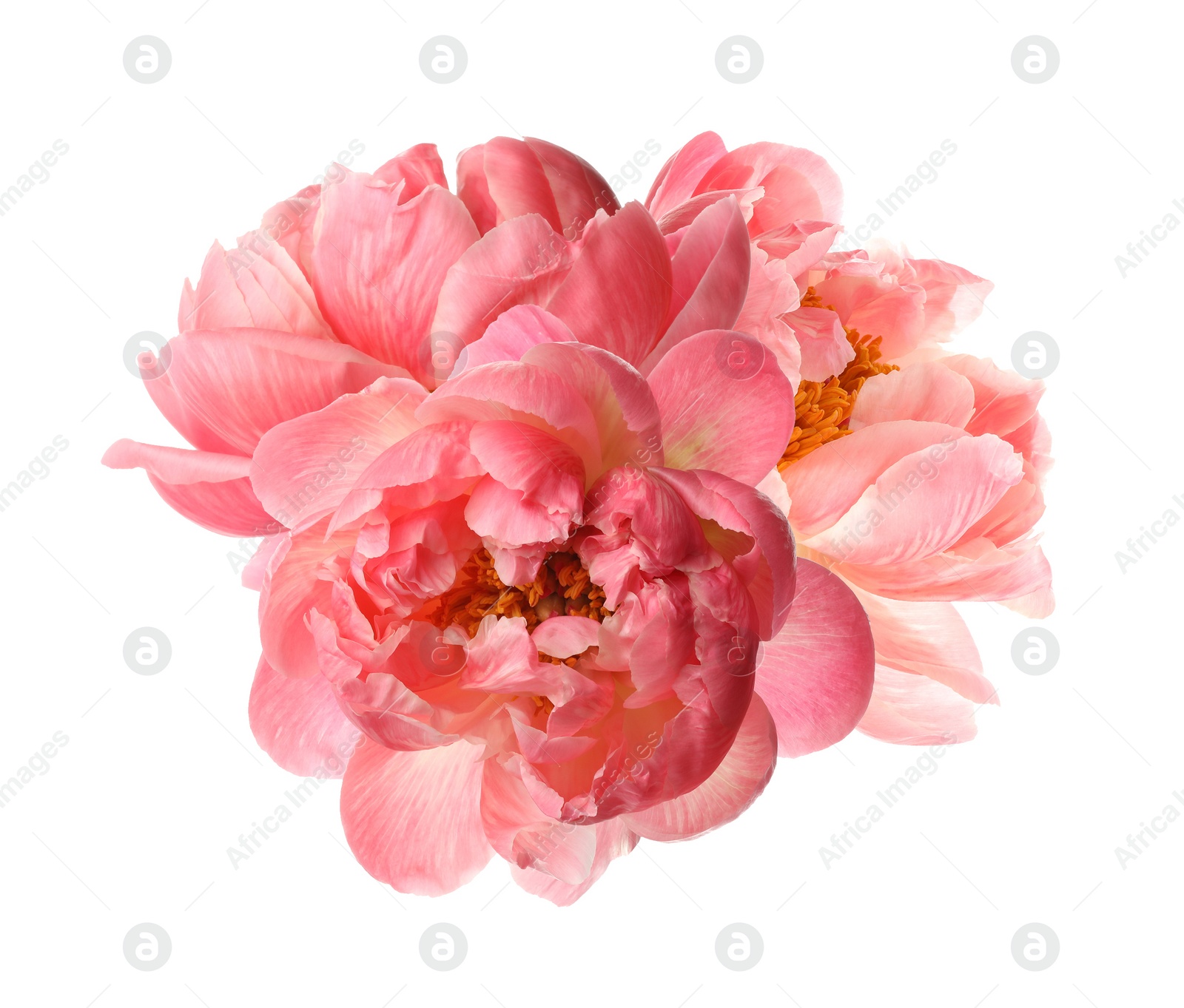 Image of Beautiful peony flower bouquet on white background