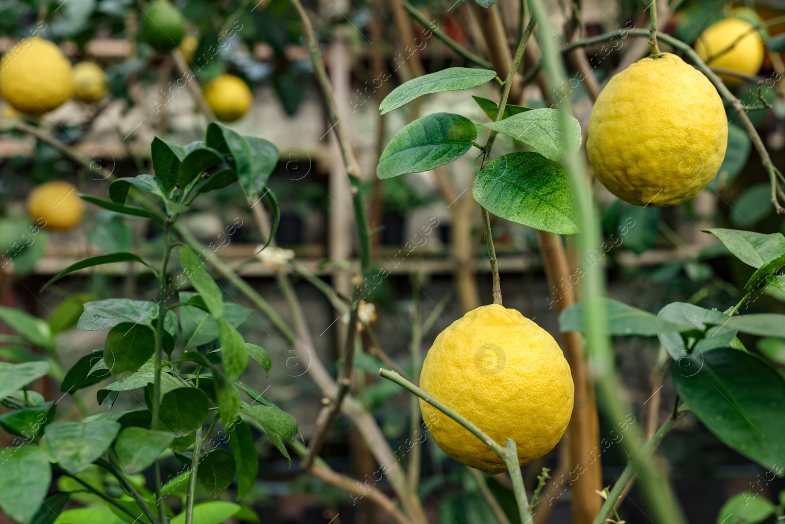 Photo of Lemon tree with ripe fruits in greenhouse