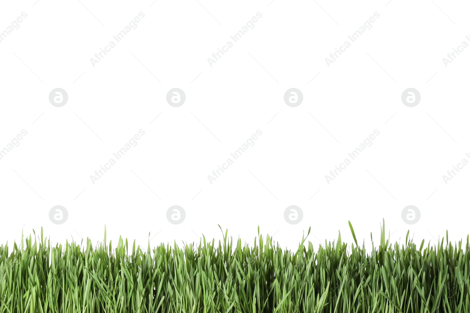 Photo of Fresh green grass on white background. Spring season