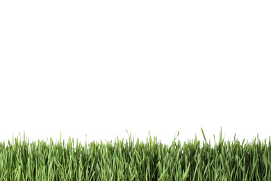 Photo of Fresh green grass on white background. Spring season