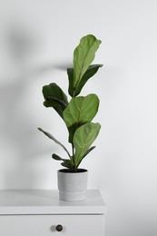 Photo of Beautiful ficus plant in pot on white chest of drawers indoors. House decor