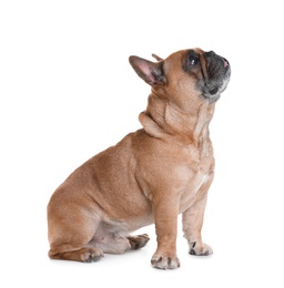 Photo of Cute French bulldog on white background. Funny pet