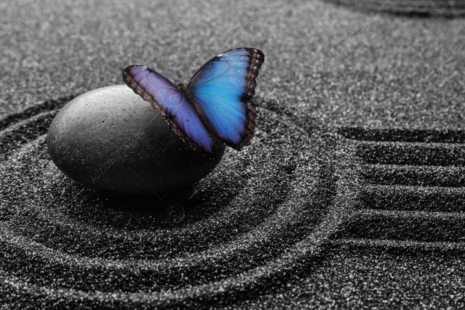 Image of Beautiful butterfly and stone on black sand with pattern. Zen concept