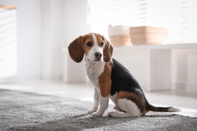 Cute Beagle puppy at home. Adorable pet