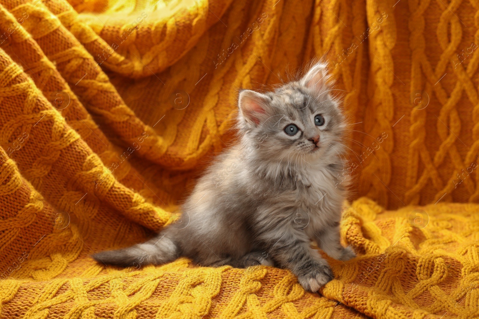 Photo of Cute kitten on orange knitted blanket. Baby animal