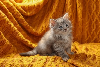 Photo of Cute kitten on orange knitted blanket. Baby animal