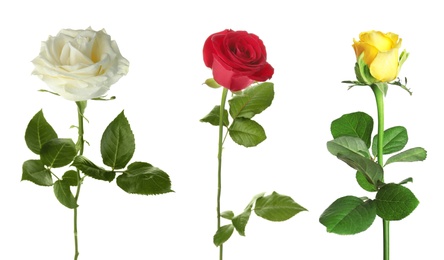 Image of Set of different roses on white background