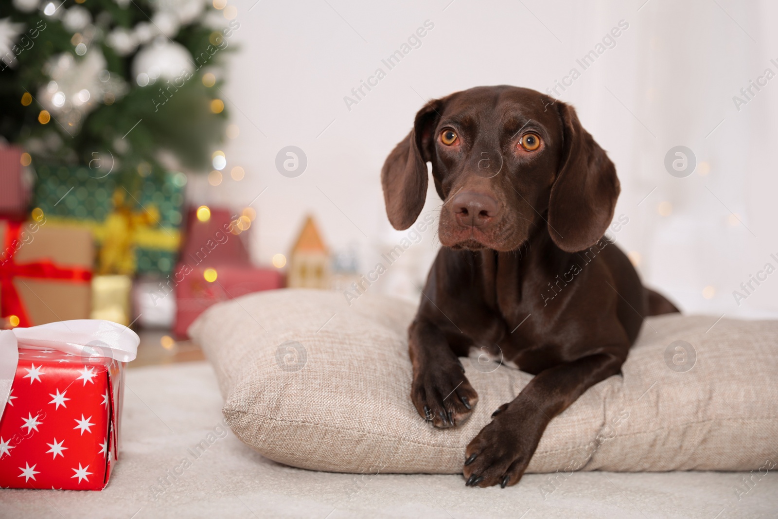 Photo of Cute dog on pillow in room decorated for Christmas