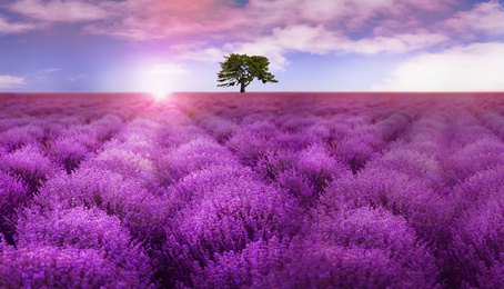 Image of Beautiful lavender field with single tree under amazing sky at sunrise