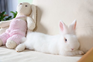 Fluffy white rabbit near toy bunny on sofa. Cute pet