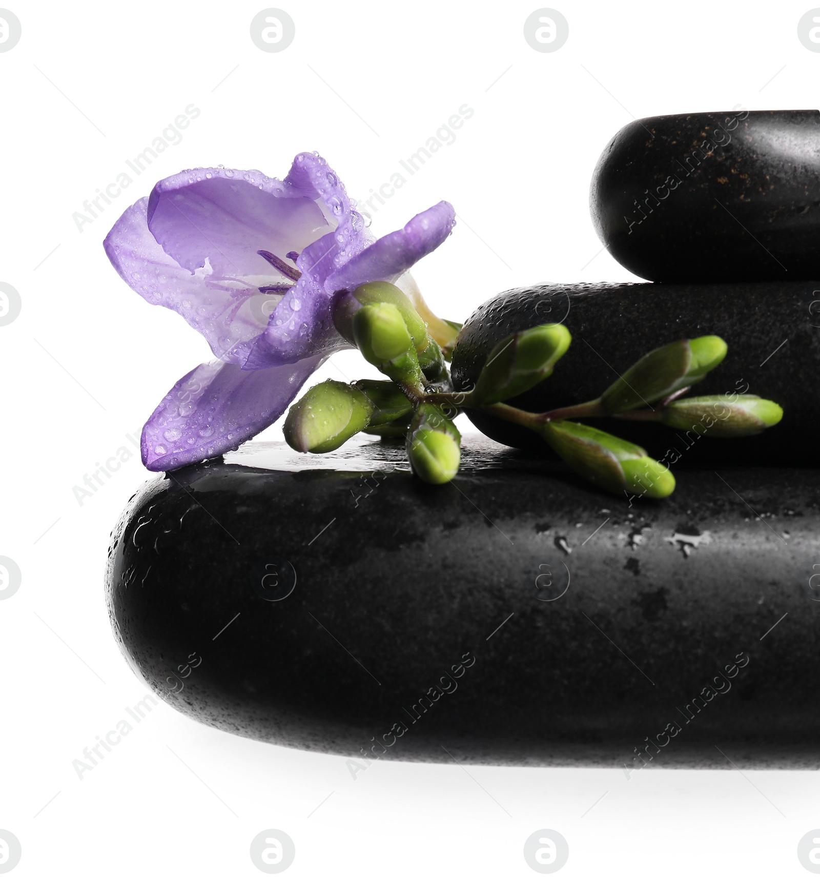 Photo of Beautiful violet freesia flower and stones isolated on white