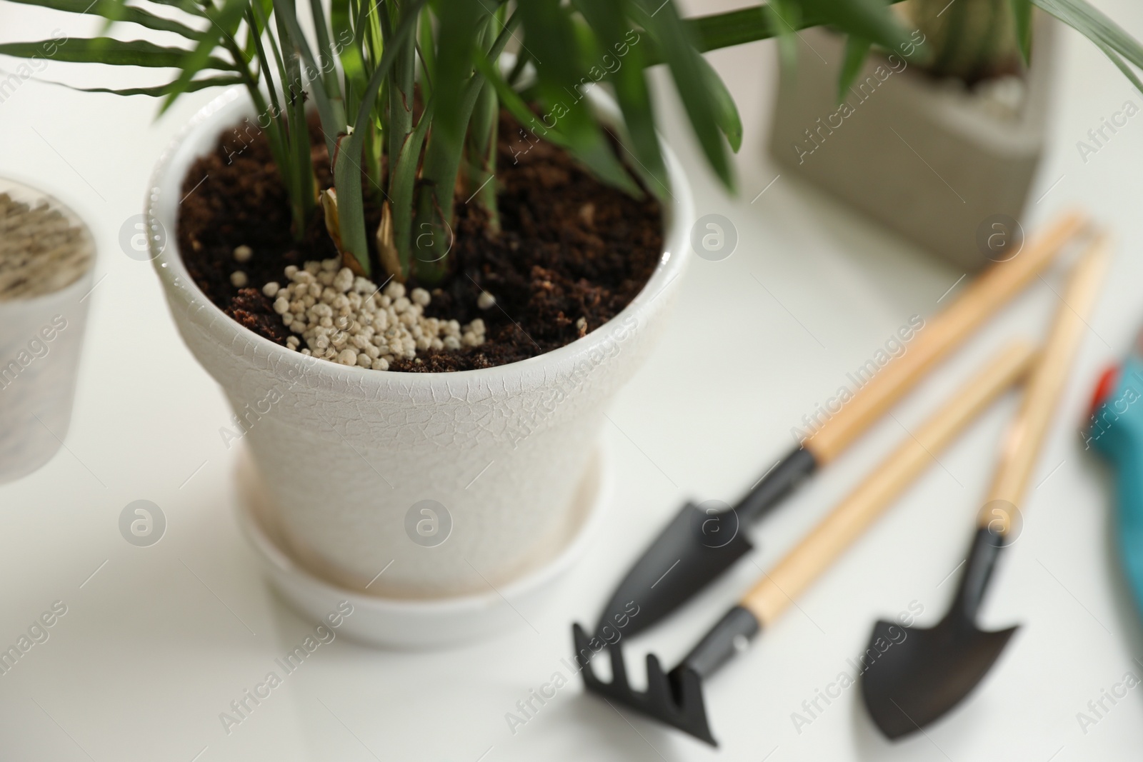 Photo of House plant with granular fertilizer on white table