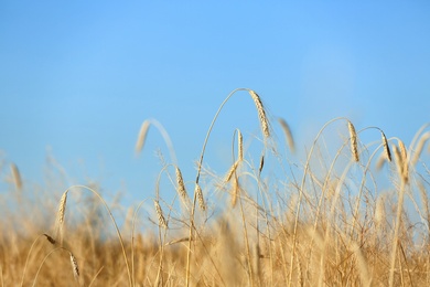 Photo of Landscape with wheat field and blue sky. Cereal grain crop