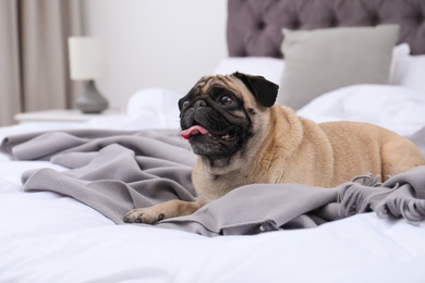 Photo of Happy cute pug dog on bed indoors