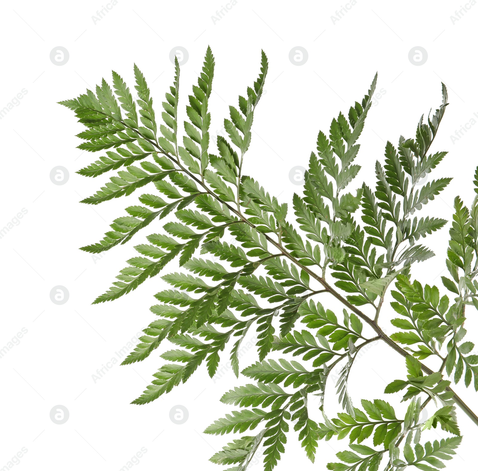 Photo of Branch with beautiful tropical fern leaves isolated on white