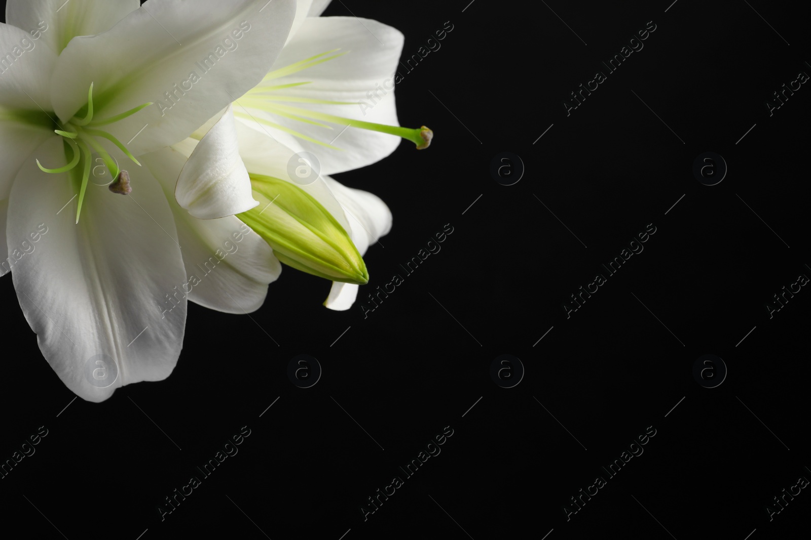 Photo of Beautiful white lily flowers on black background, closeup. Space for text