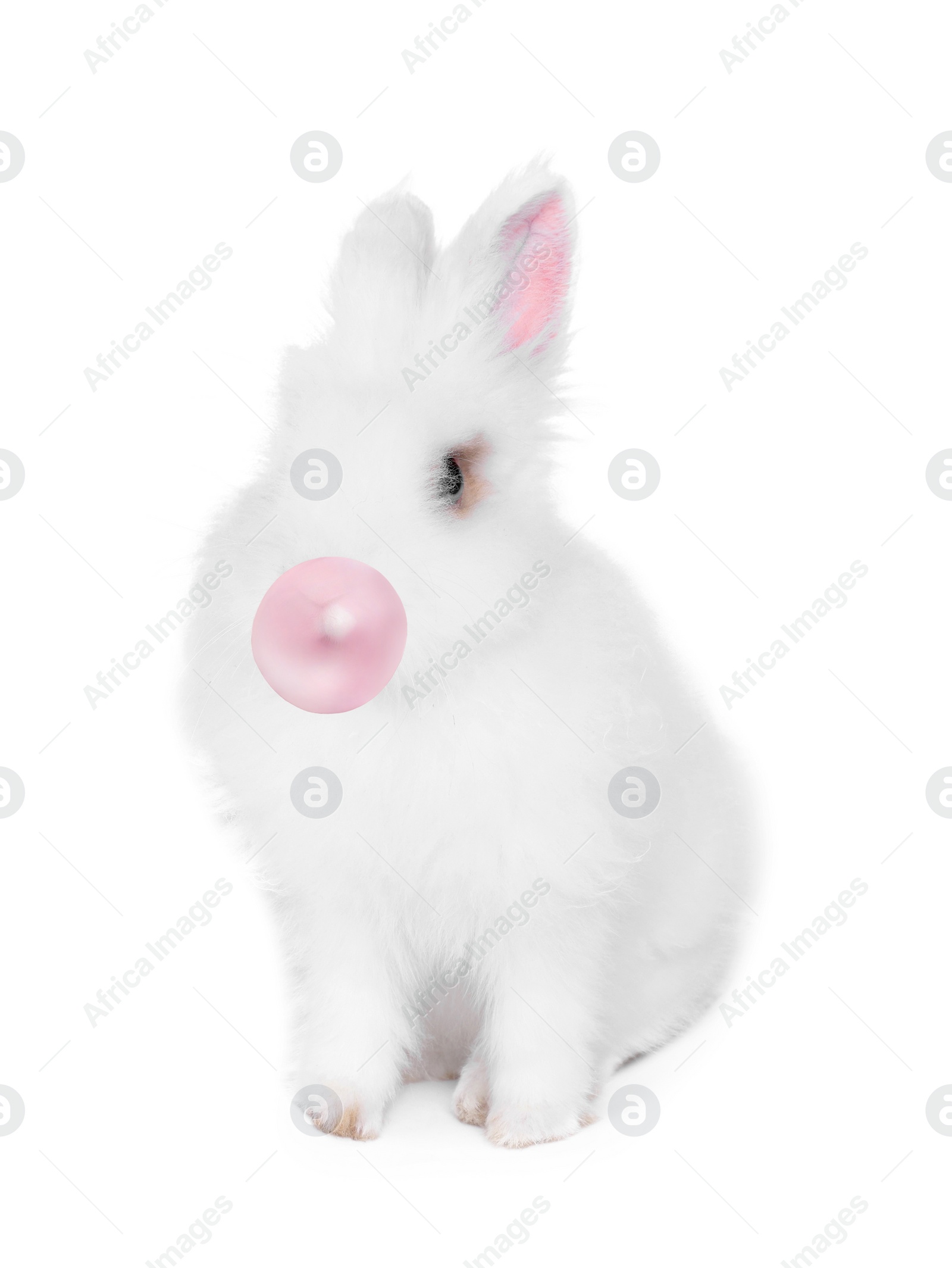 Image of Fluffy rabbit with bubble of chewing gum on white background