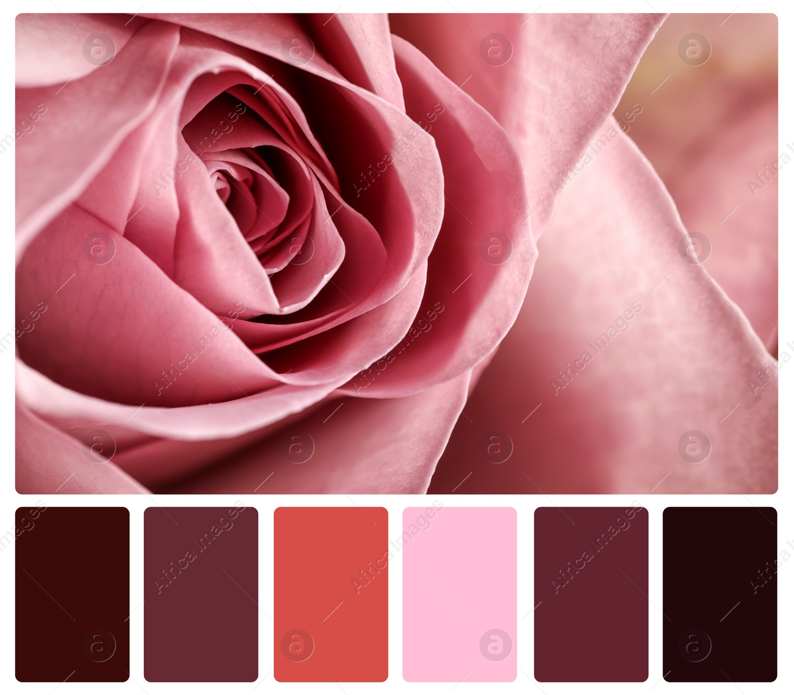 Image of Beautiful fresh rose and color palette. Collage