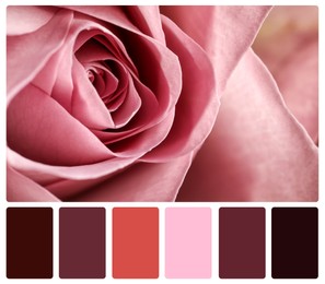 Image of Beautiful fresh rose and color palette. Collage