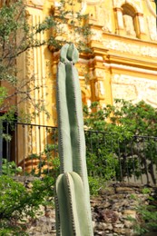 Photo of Beautiful Saguaros cactus near building outdoors on sunny day