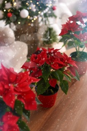 Image of Traditional Christmas poinsettia flowers in room. Snowfall effect on foreground