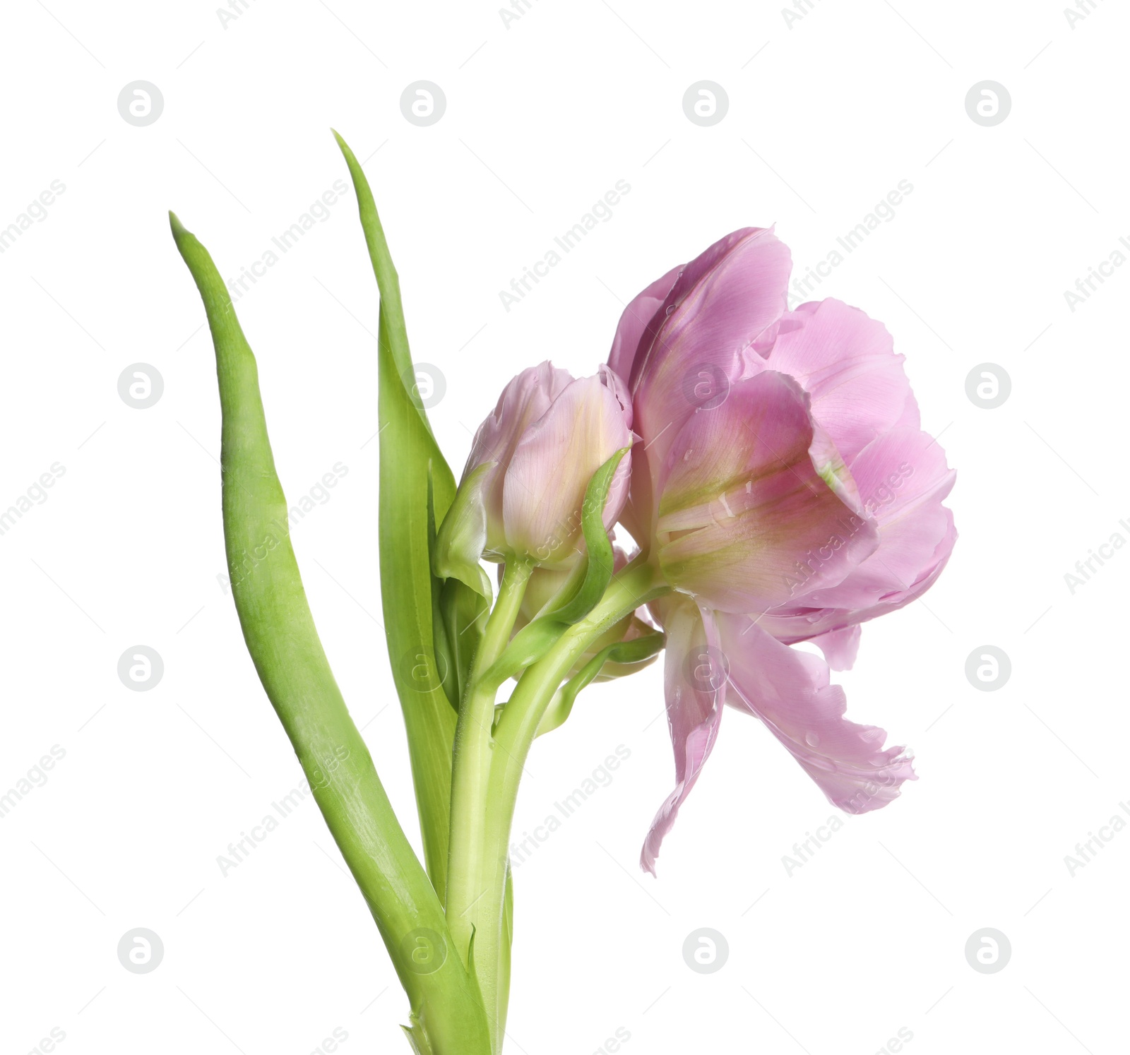 Photo of Beautiful colorful tulip flower isolated on white