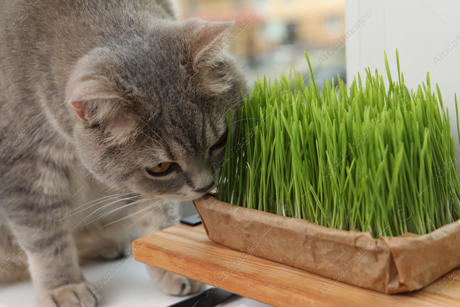 Photo of Cute cat near fresh green grass indoors