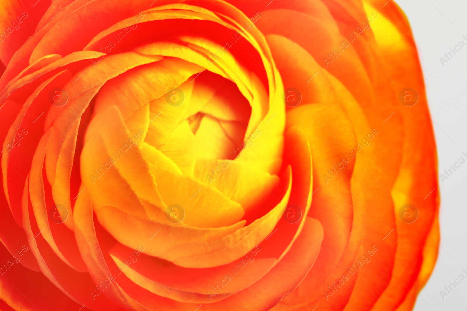 Image of Closeup view of beautiful orange ranunculus flower
