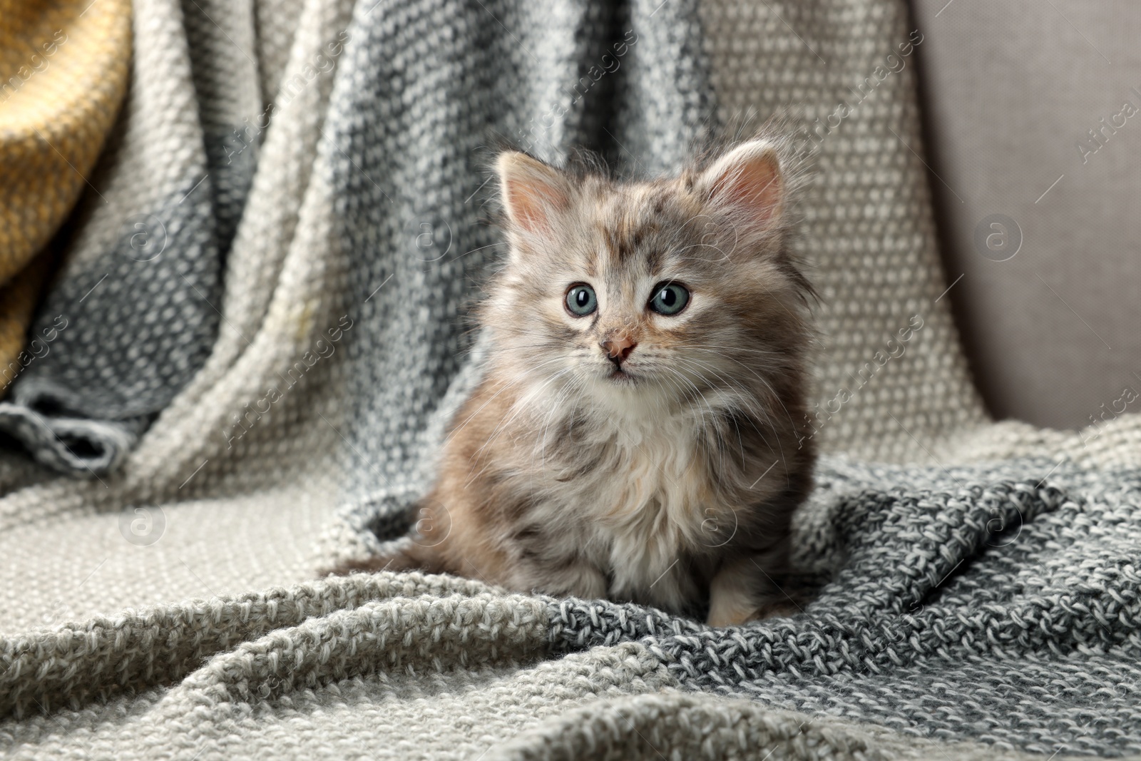 Photo of Cute kitten on knitted blanket. Baby animal