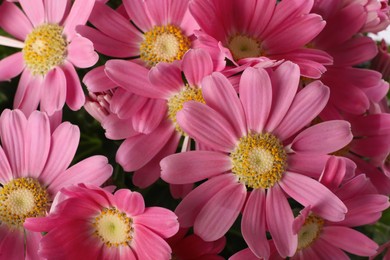 Photo of Beautiful pink cineraria flowers as background, closeup