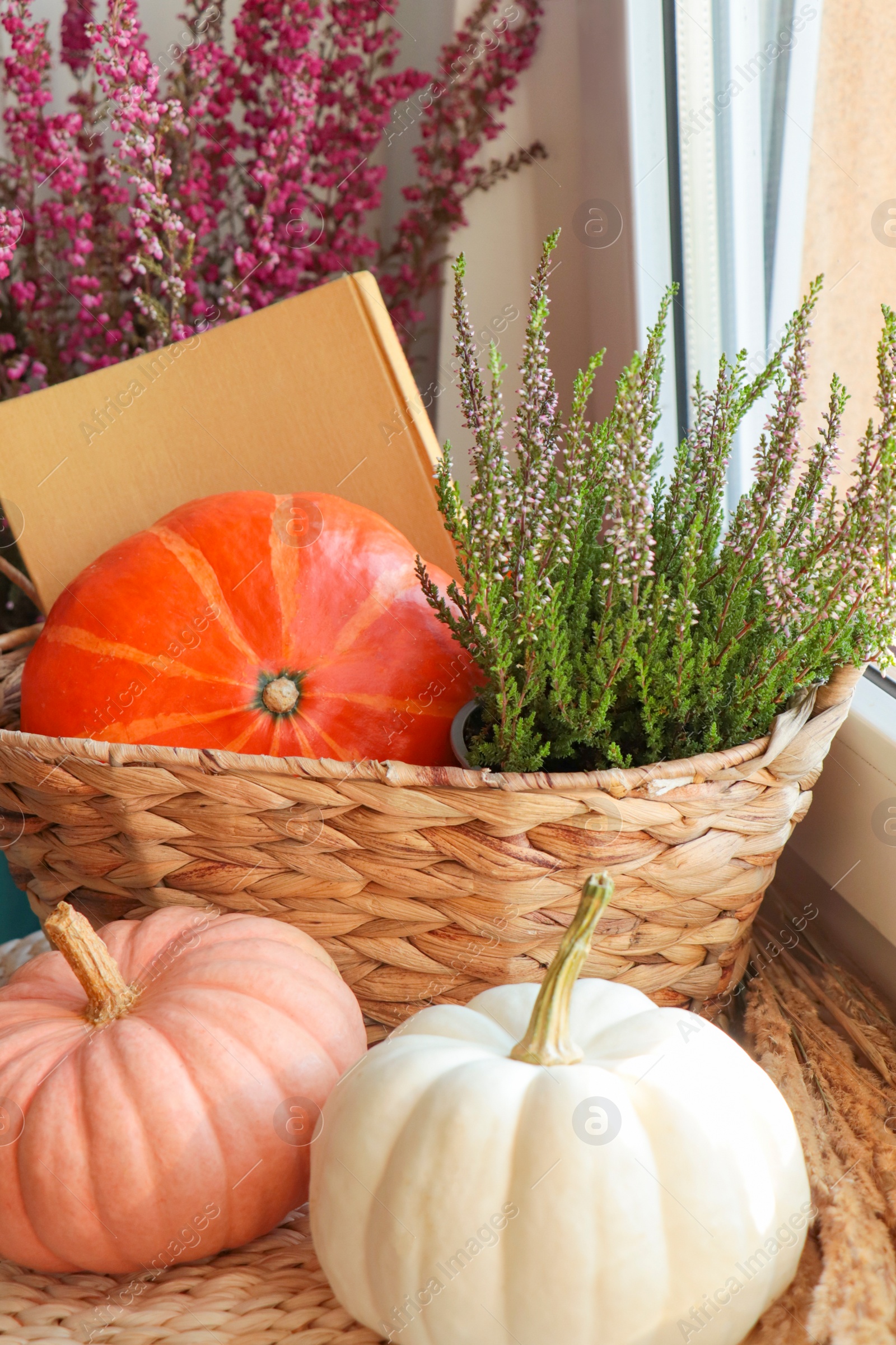 Photo of Wicker basket with beautiful heather flowers, pumpkins and book near window indoors